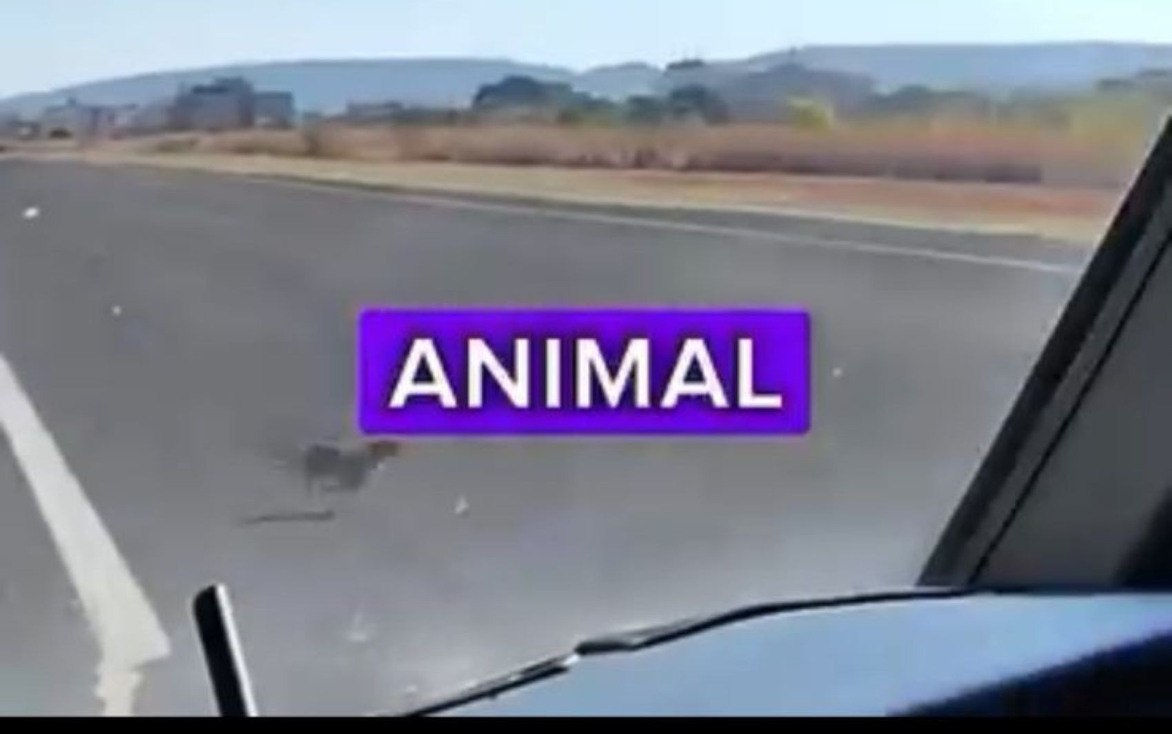 Cachorro cruza pista e quase é atingido por avião durante pouso; vídeo