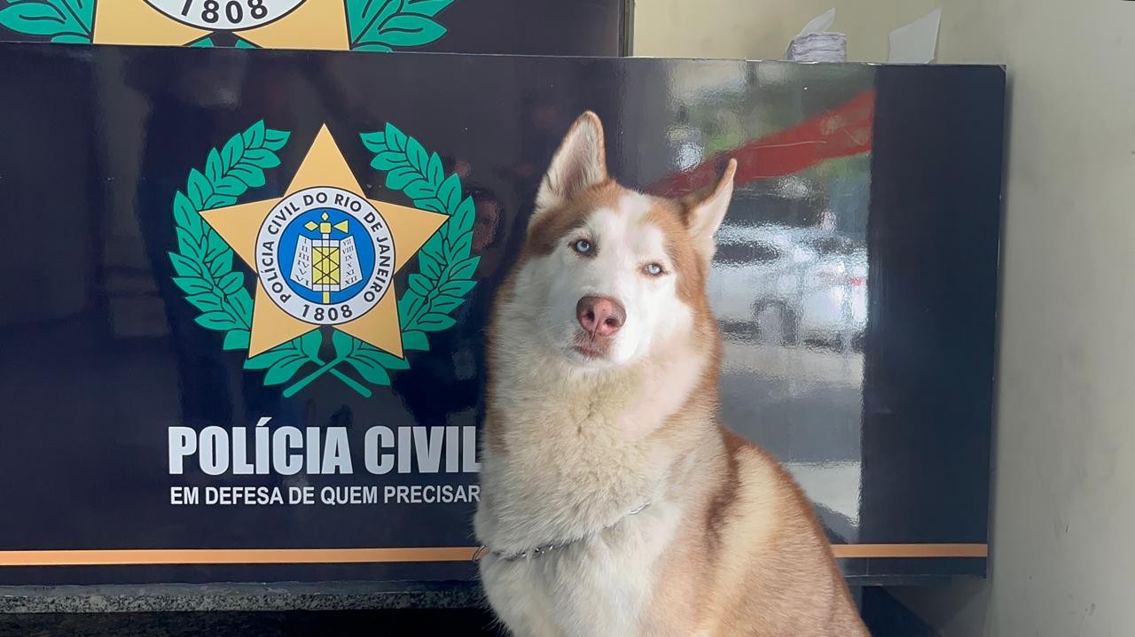 Polícia resgata husky siberiano com sinais de maus-tratos em casa de bandido em favela de Santa Teresa, e apura se ele foi roubado