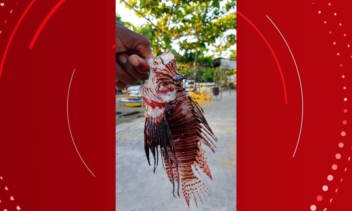 Peixes-leões são capturados na Baía de Todos-os-Santos e cidade do interior da BA; espécie invasora ameaça fauna local