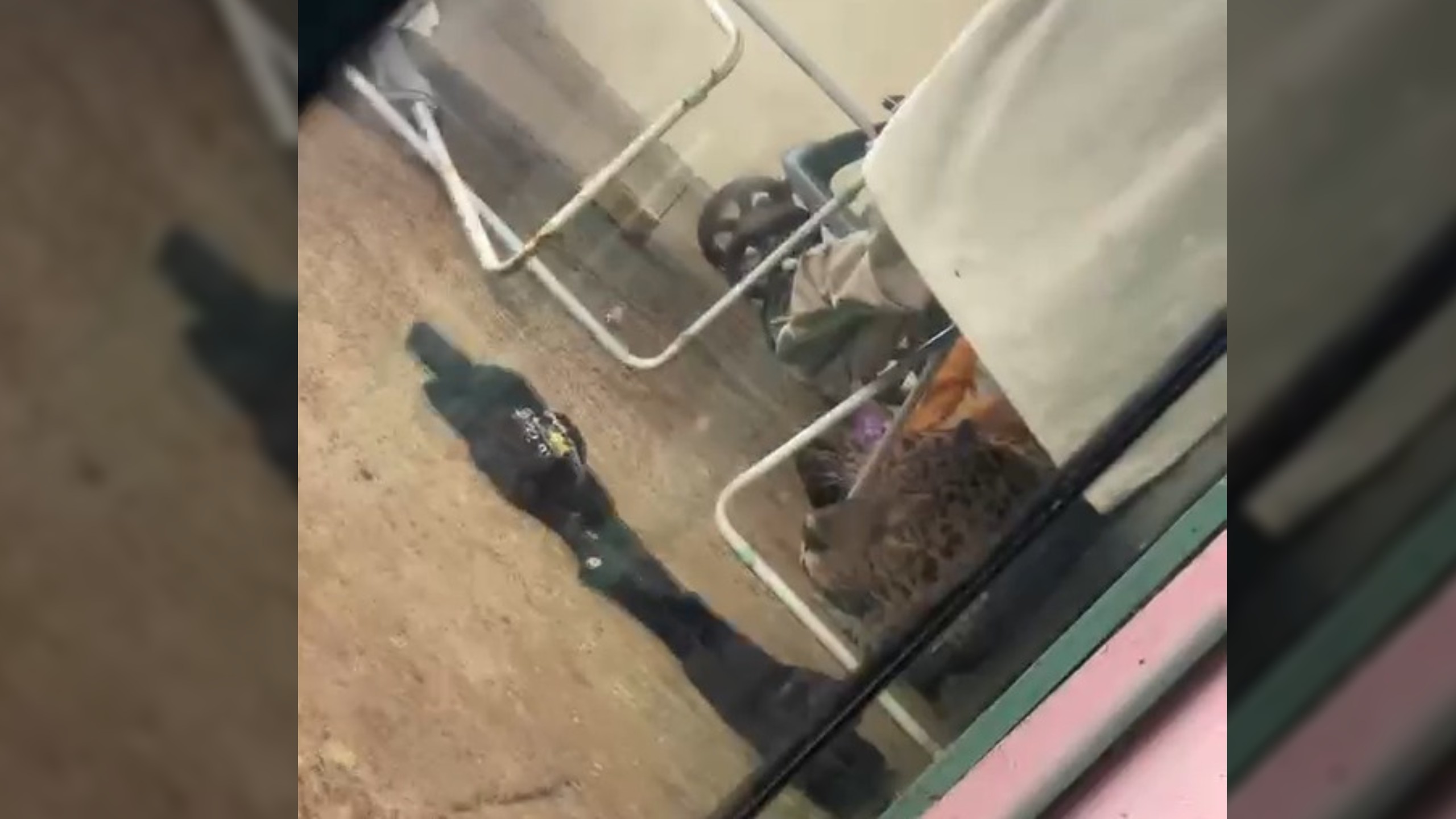 Onça é encontrada embaixo de varal de roupas em casa de Foz do Iguaçu