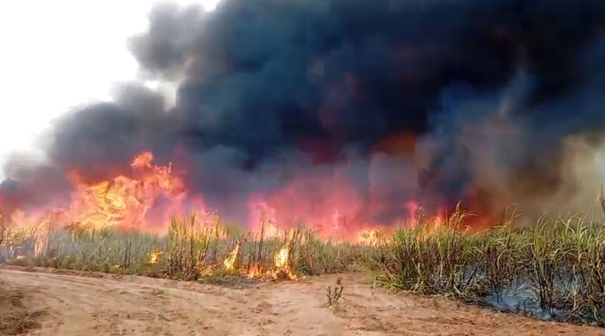 Incêndio de grandes proporções atinge canavial em Borebi e já dura 5 dias 