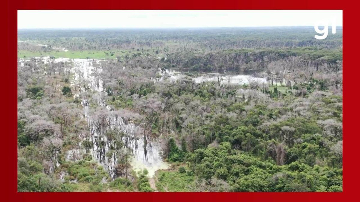 MP recorre de decisão que negou prisão a pecuarista que gastou R$ 25 milhões em desmate químico no Pantanal 