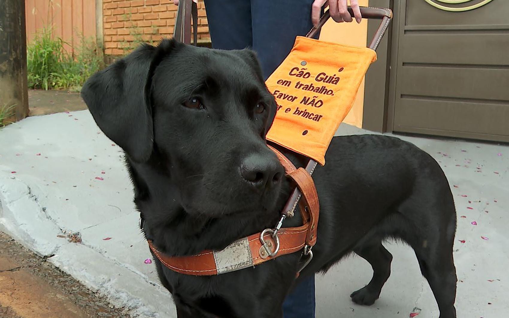 Entenda lei que permite acesso de deficientes visuais com cães-guia a ...