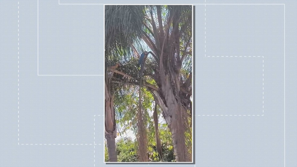 Araras pousaram em uma &aacute;rea residencial do Cruzeiro, no DF. &mdash; Foto: TV Globo