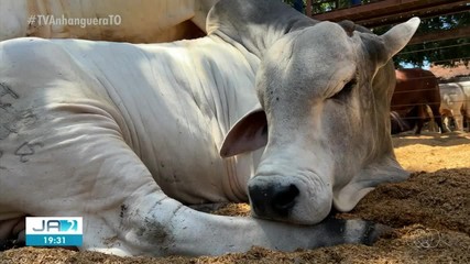 Veja os destaques do Jornal do Campo deste domingo (28)