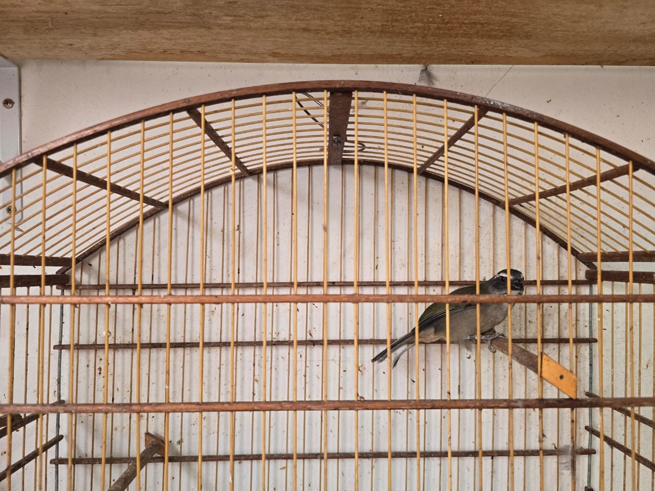 Criador multado por manter aves silvestres em Limeira