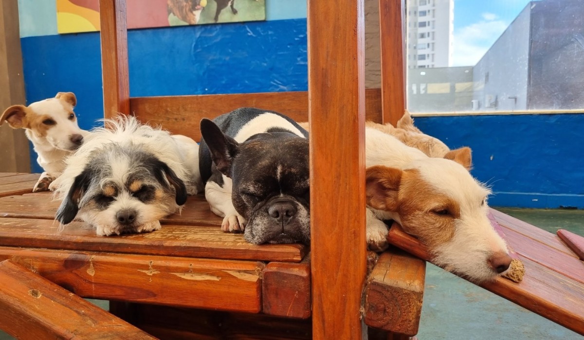Atendimento veterinário gratuito em Campo Grande: veja datas, locais e como participar