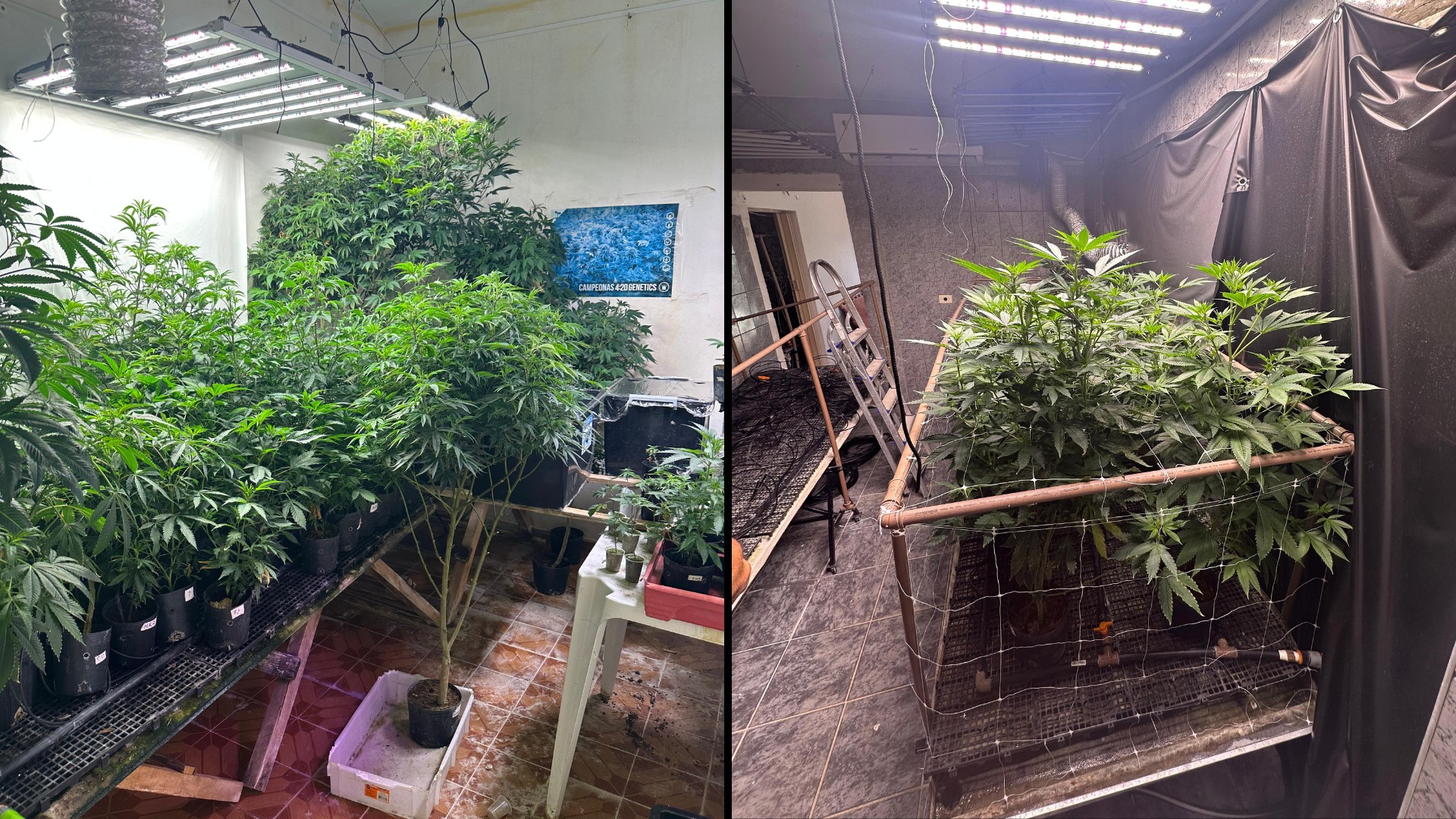 Polícia apreende mais de 260 pés de maconha em casa de Votorantim