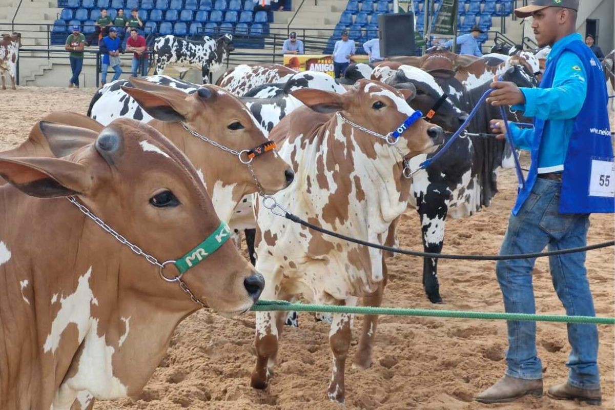 Expogrande 2026 tem fazendinha com mini animais, lavouras típicas e salas sensoriais