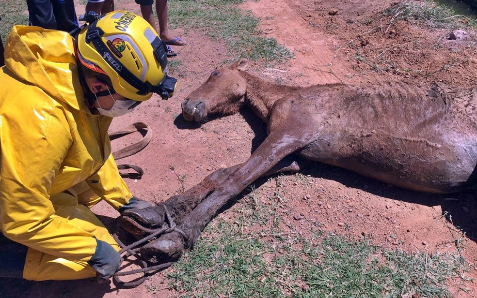 Preso em atoleiro por quase um dia, cavalo é salvo por bombeiros na Grande  BH - Gerais - Estado de Minas