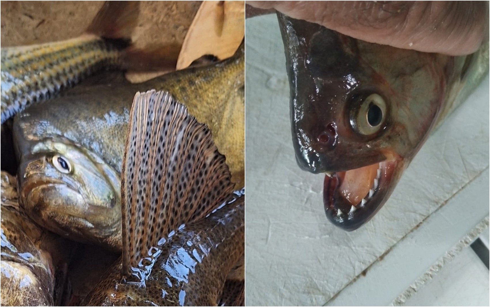 Piranhas são encontradas no Lago de Furnas e preocupam pescadores por risco de desequilíbrio ambiental
