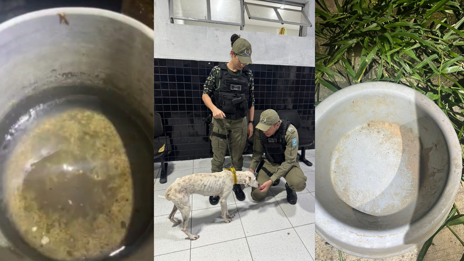 Após denúncia, cadela vítima de maus-tratos é recuperada no Litoral do Piauí; animal vivia sozinho há dois anos 