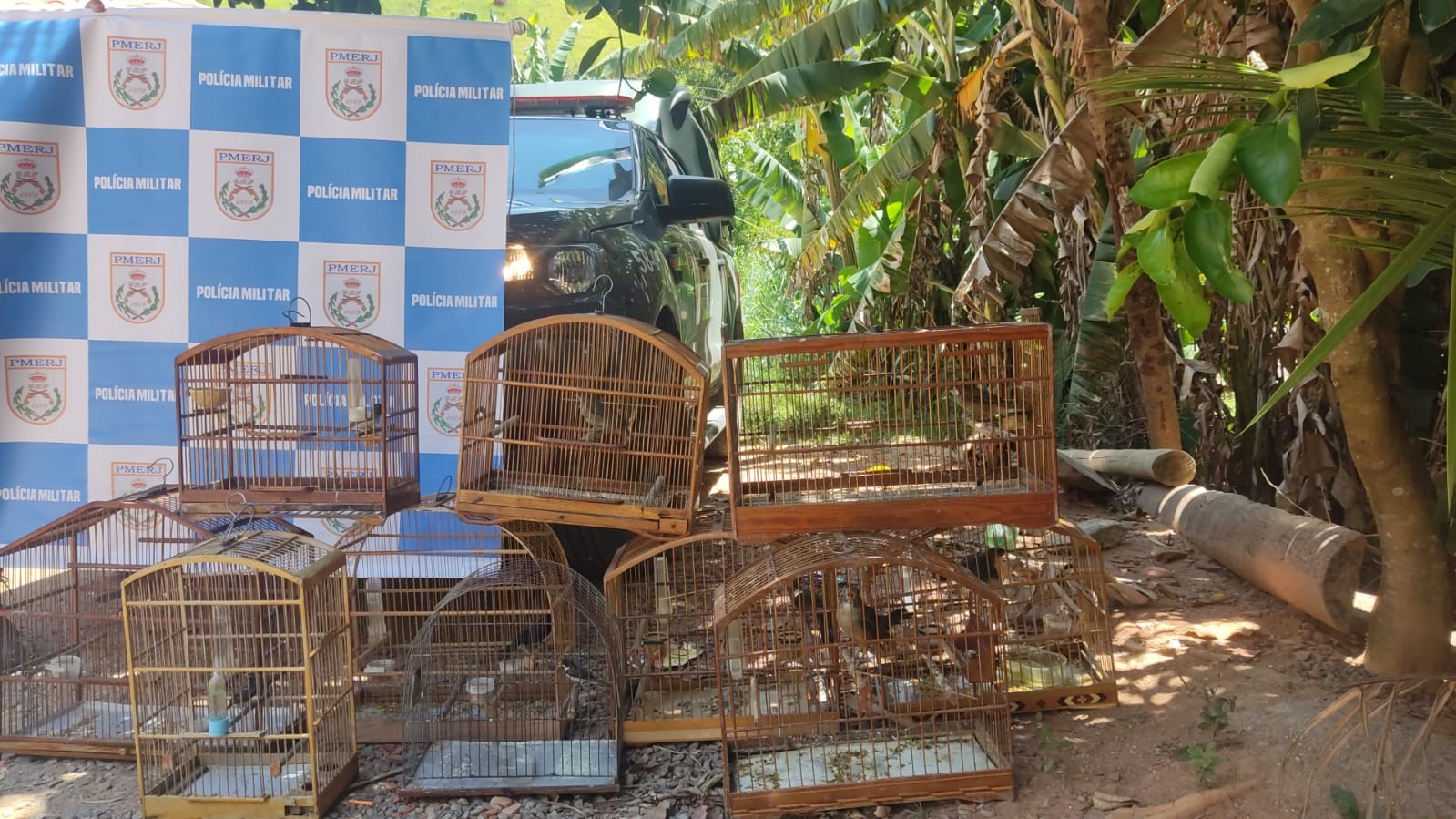 Dez pássaros mantidos em cativeiro são resgatados em Valença 