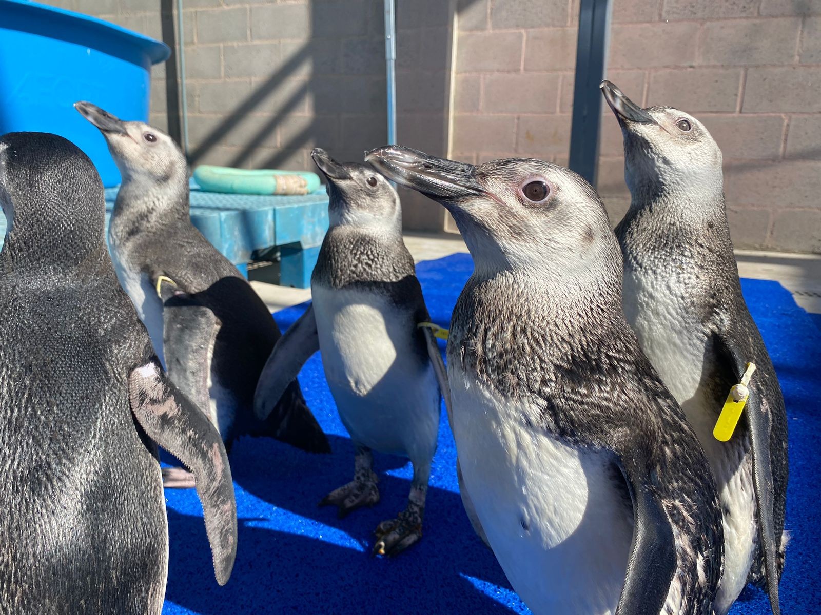 Pinguins resgatados em estado crítico no ES fazem até fisioterapia para voltar ao mar