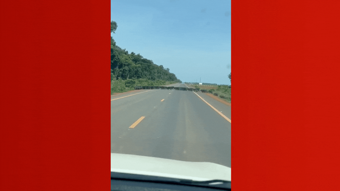 VÍDEO: centenas de porcos selvagens atravessam rodovia, caem em buraco de lama e impressionam motoristas em MT