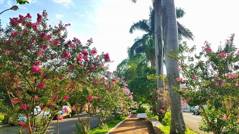 Avenida Francisco Canhos, em Jaú (SP) — Foto: Reprodução/Tem Coisas que Só Acontecem em Jaú
