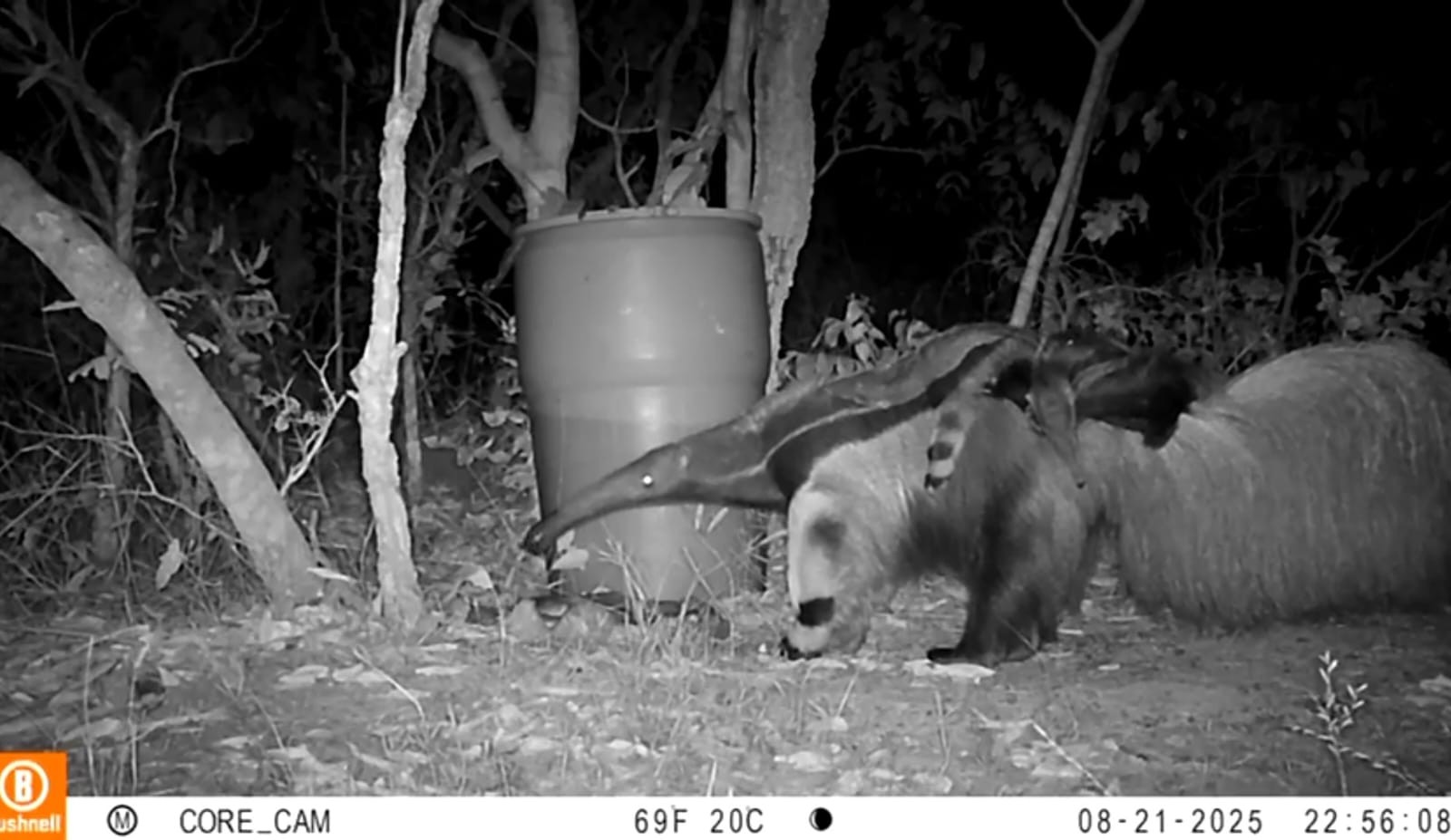 Tamanduá carrega filhotes gêmeos em cena rara registrada em Goiás; vídeo