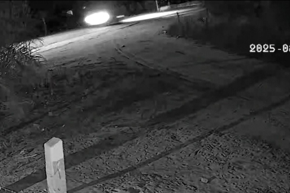 VÍDEO: onça-pintada volta a aparecer em zona urbana e quase é atropelada em MS