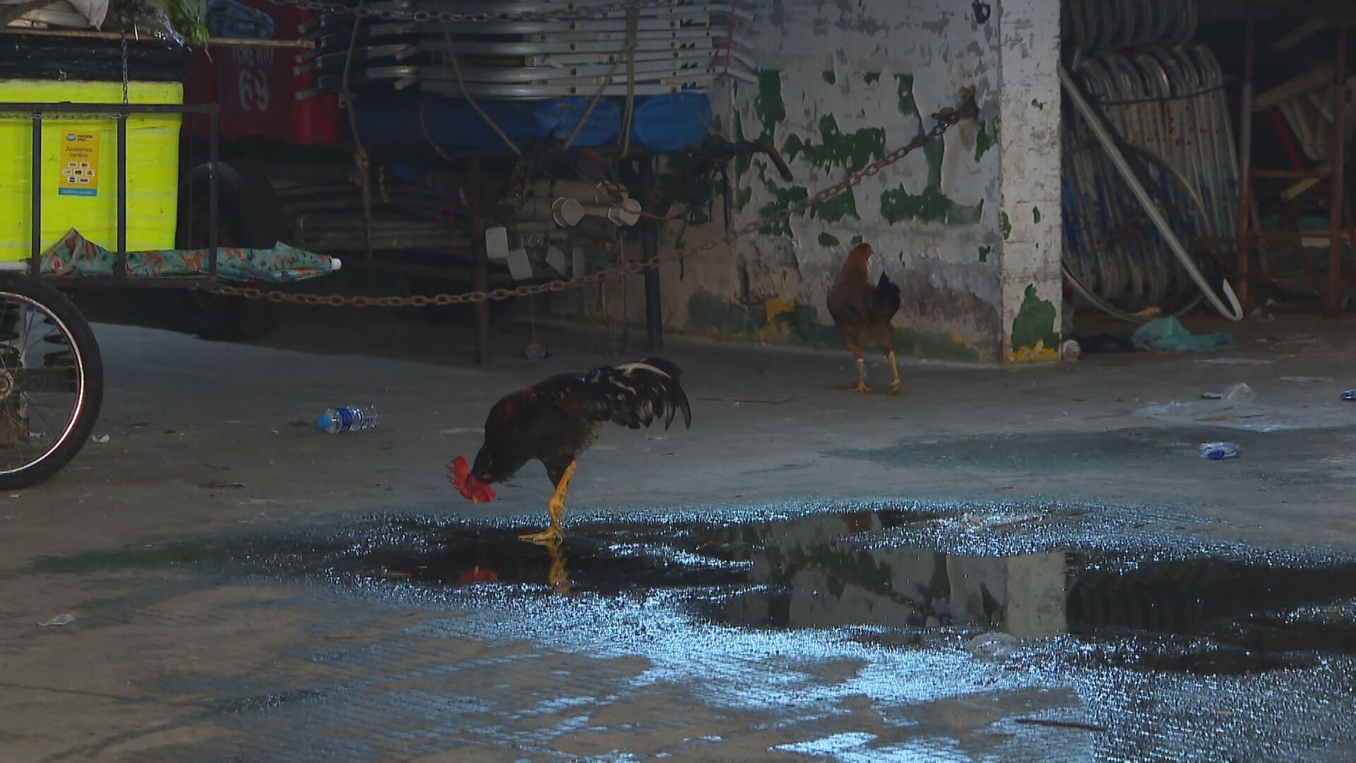 Depósito clandestino onde ambulantes guardam materiais na orla do Rio tem até criação de galinhas; FOTOS
