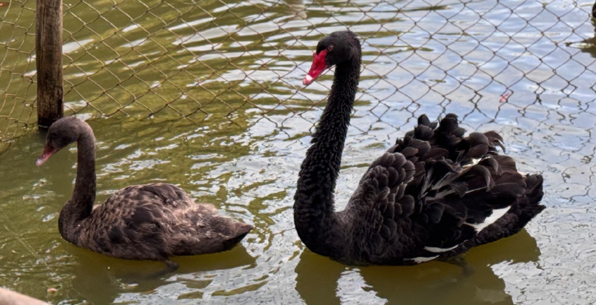 Dois filhotes de cisne negro passam a habitar o lago central do Museu Mariano Procópio, em Juiz de Fora 