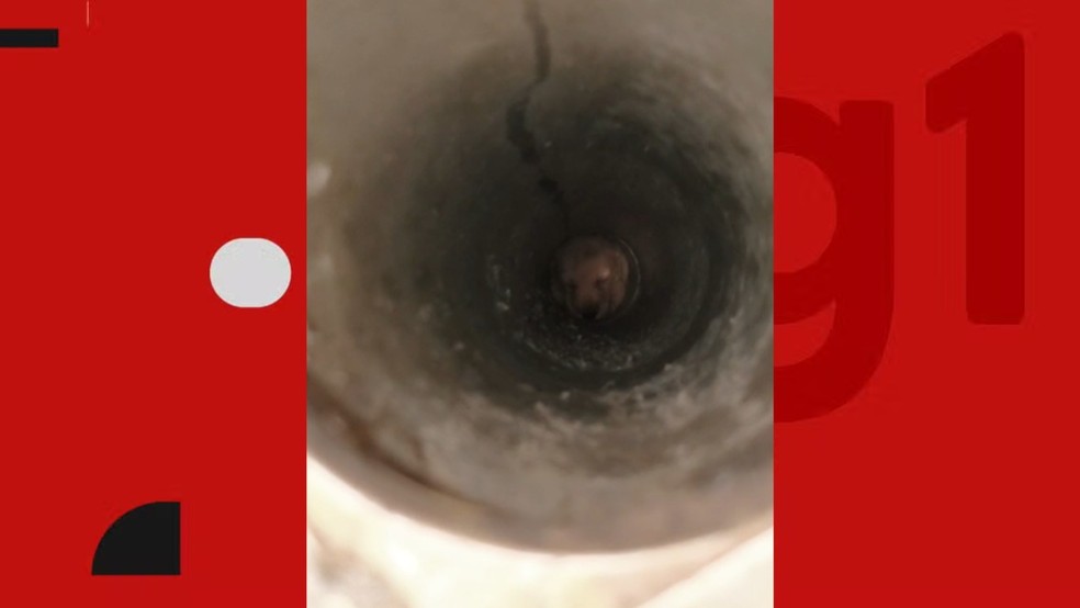 Cachorro � resgatado ap�s cair em tubula��o no Sert�o da PB � Foto: Reprodu��o/g1