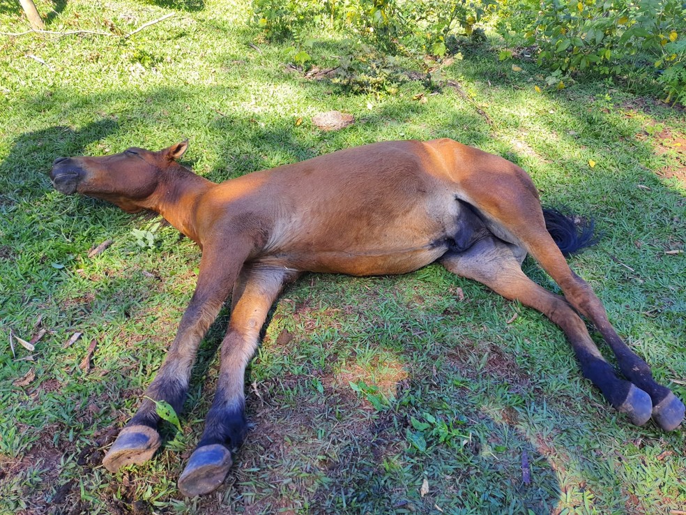 eexistia um dono de cavalo que caiu no poco ele tentou｜Pesquisa