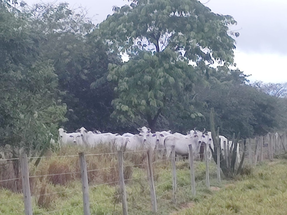 Pecuarista levou multa de quase R$ 4,3 milhões em Ouro Verde (SP) — Foto: Polícia Militar Ambiental