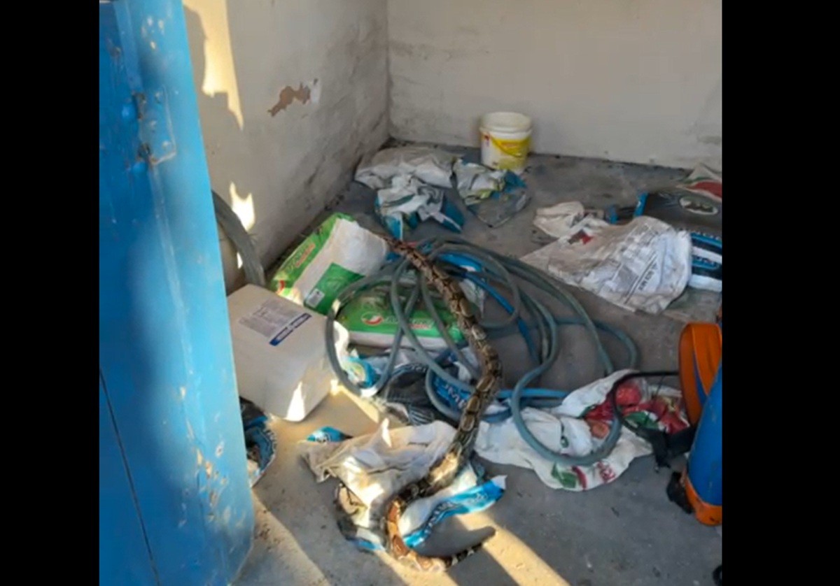 Cobra de mais de 2 metros surpreende funcionários em propriedade rural de Macaé; vídeo