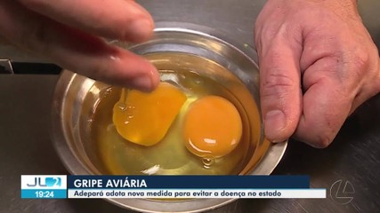 Governo do Pará proíbe a entrada de aves e ovos com casos de gripe avíaria