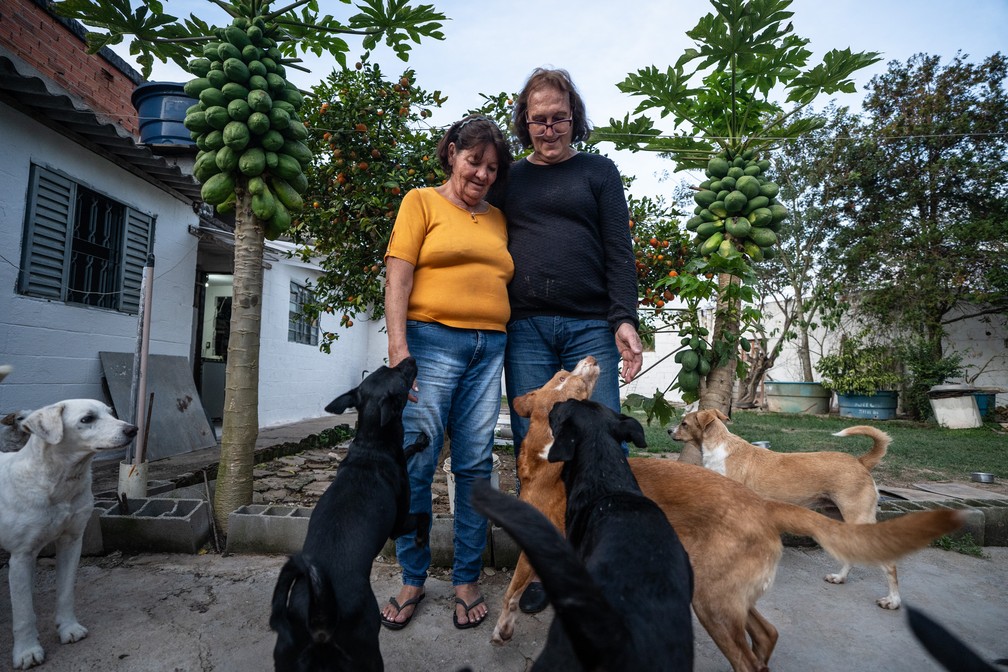 Casal mora com 18 cachorros resgatados das ruas. — Foto: Fábio Tito/g1