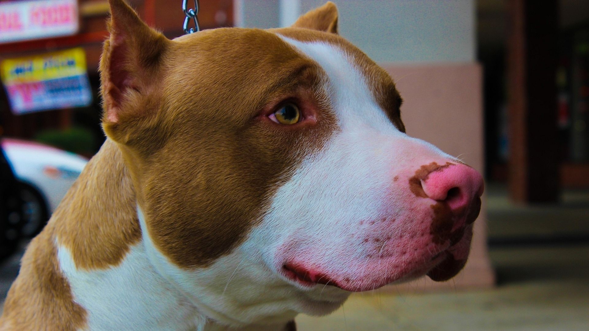 Tutor de pitbull é condenado a pagar R$ 10 mil após cachorro atacar um shih tzu, na Serra