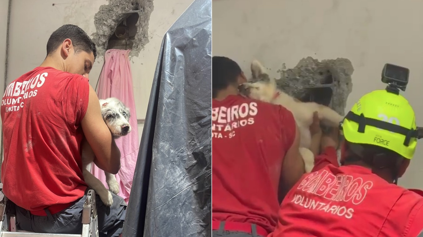 VÍDEO: Border Collie fica preso em vão entre galpões e é resgatado após mais de 4 horas em SC