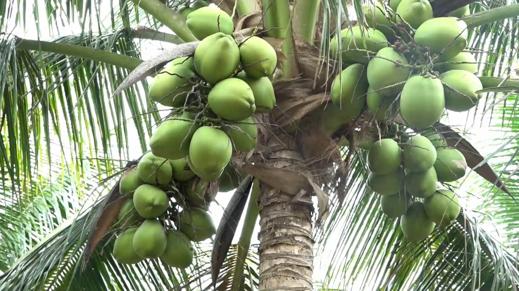 Espírito Santo é o segundo estado do país com a maior produção de coco-anão — Foto: Reprodução/TV Gazeta