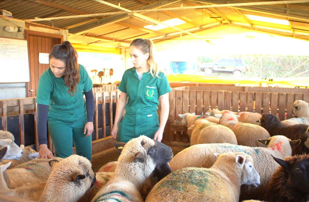 A Unoesc está presente no currículo de mais de 80 mil estudantes e oferta uma experiência de aprendizado em uma infraestrutura de alta qualidade para todos os níveis de ensino — Foto: Divulgação