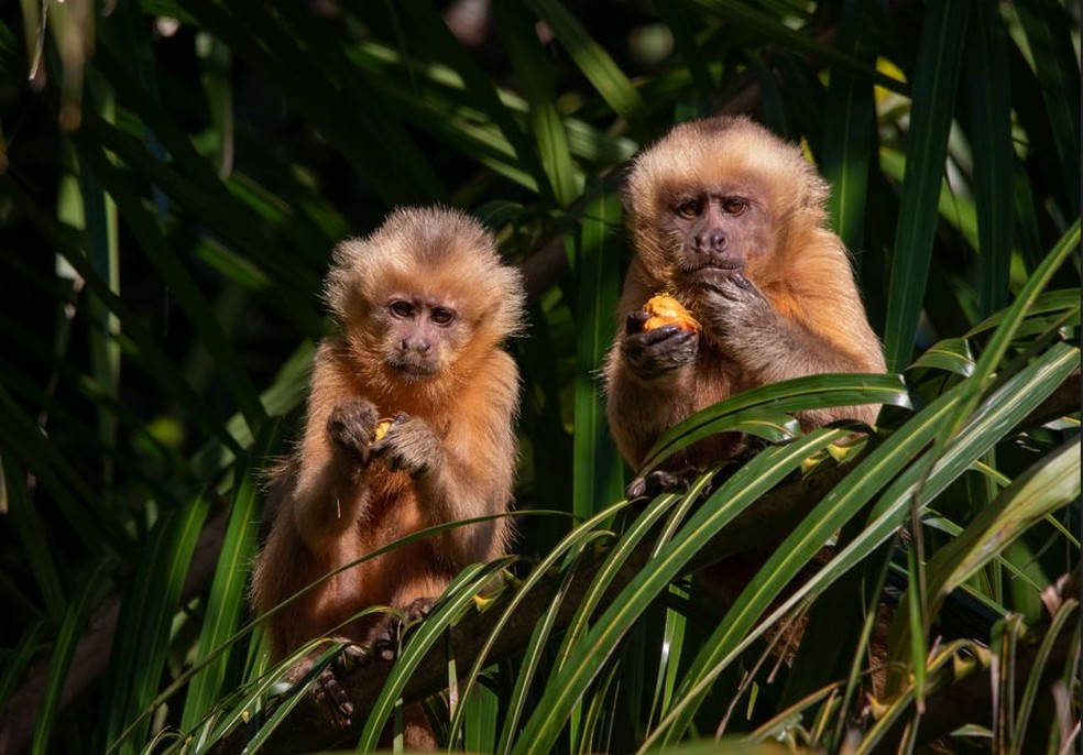 Entenda por que macaco-prego-galego foi considerado um mistério para a  ciência, Terra da Gente