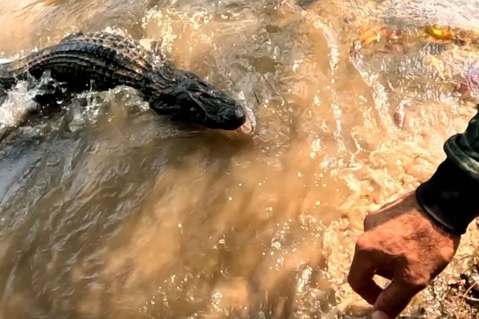 Pescador quase é mordido por jacaré ao tentar salvar amigo — Foto: Reprodução