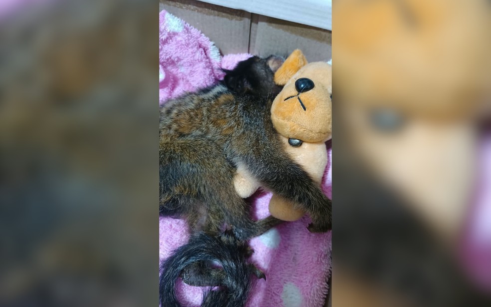 Sagui &eacute; resgatado no meio de rodovia no interior de SP &mdash; Foto: Reprodu&ccedil;&atilde;o/Redes Sociais