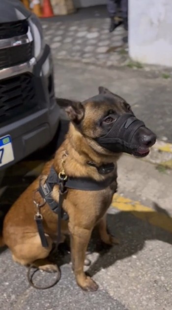 Vídeo: com embarcações e cão farejador, polícia apreende tijolos de maconha em Guaratinguetá