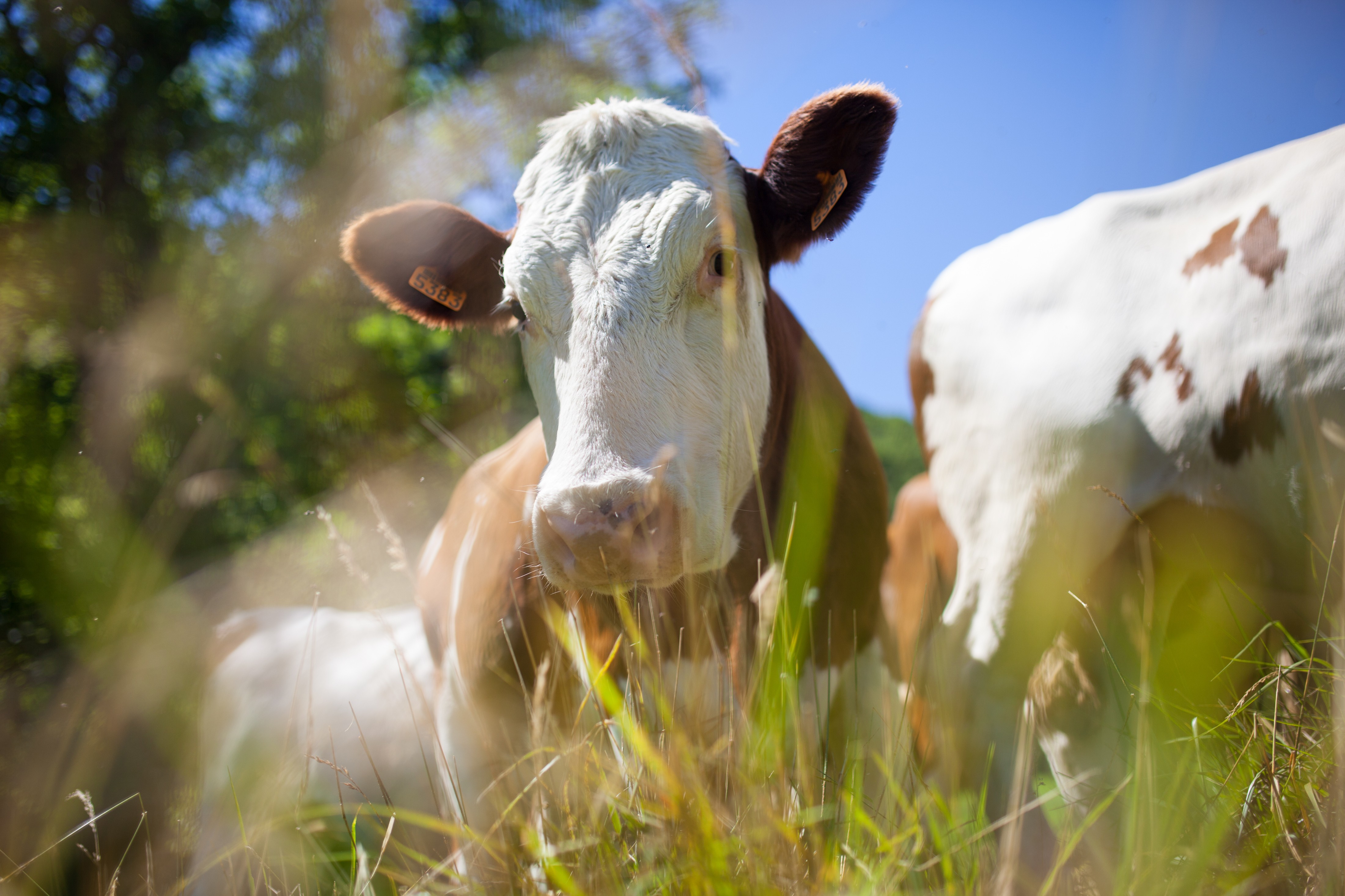 Exportações de carne bovina in natura podem ultrapassar 200 mil toneladas em novembro, aponta USP 