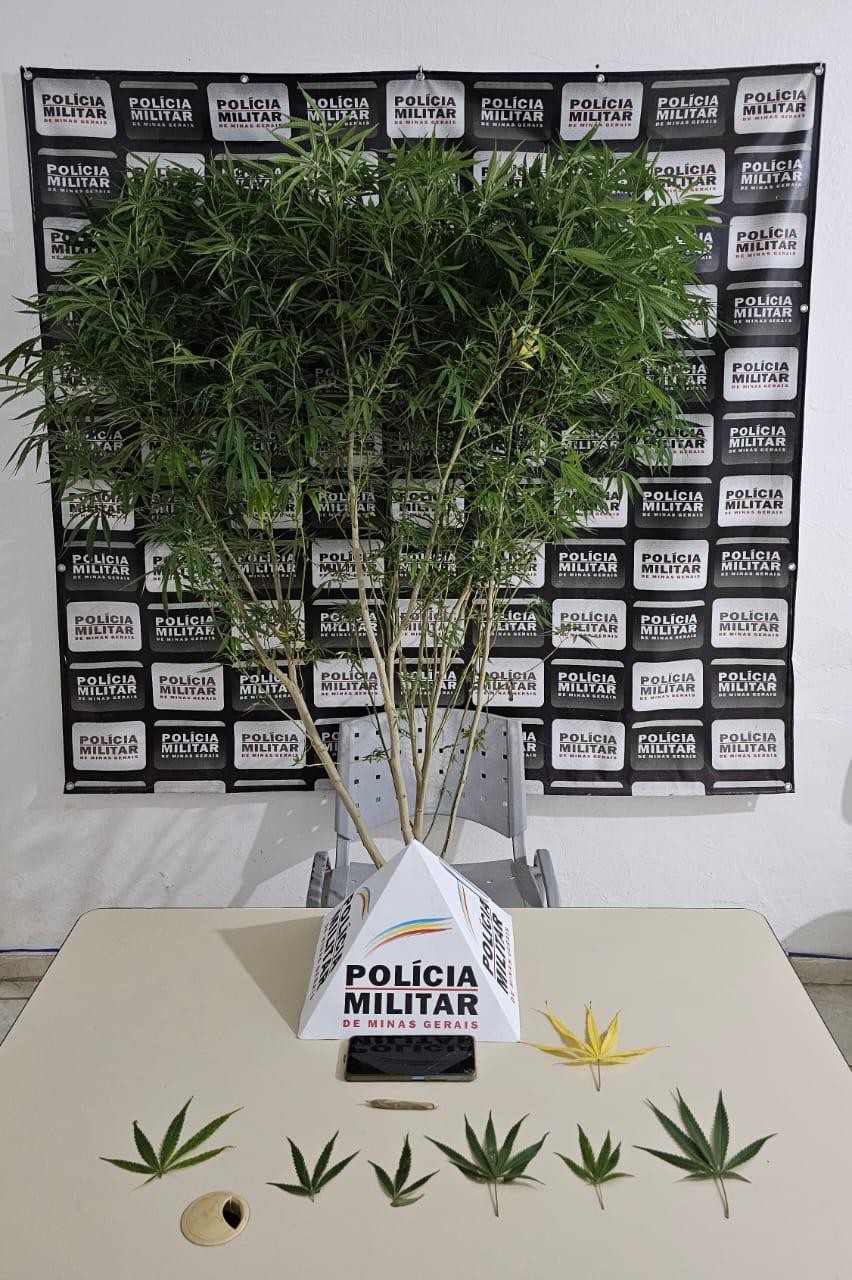 PM aprende pé de maconha em Tumiritinga, e dono da planta é preso