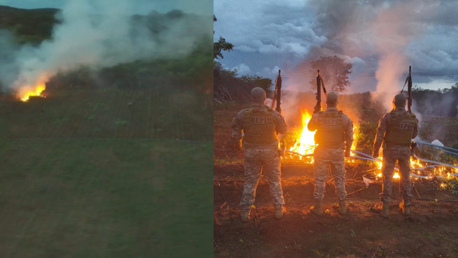 Plantação de maconha de 3,5 hectares localizada no PI tinha mais de 30 mil mudas cultivadas