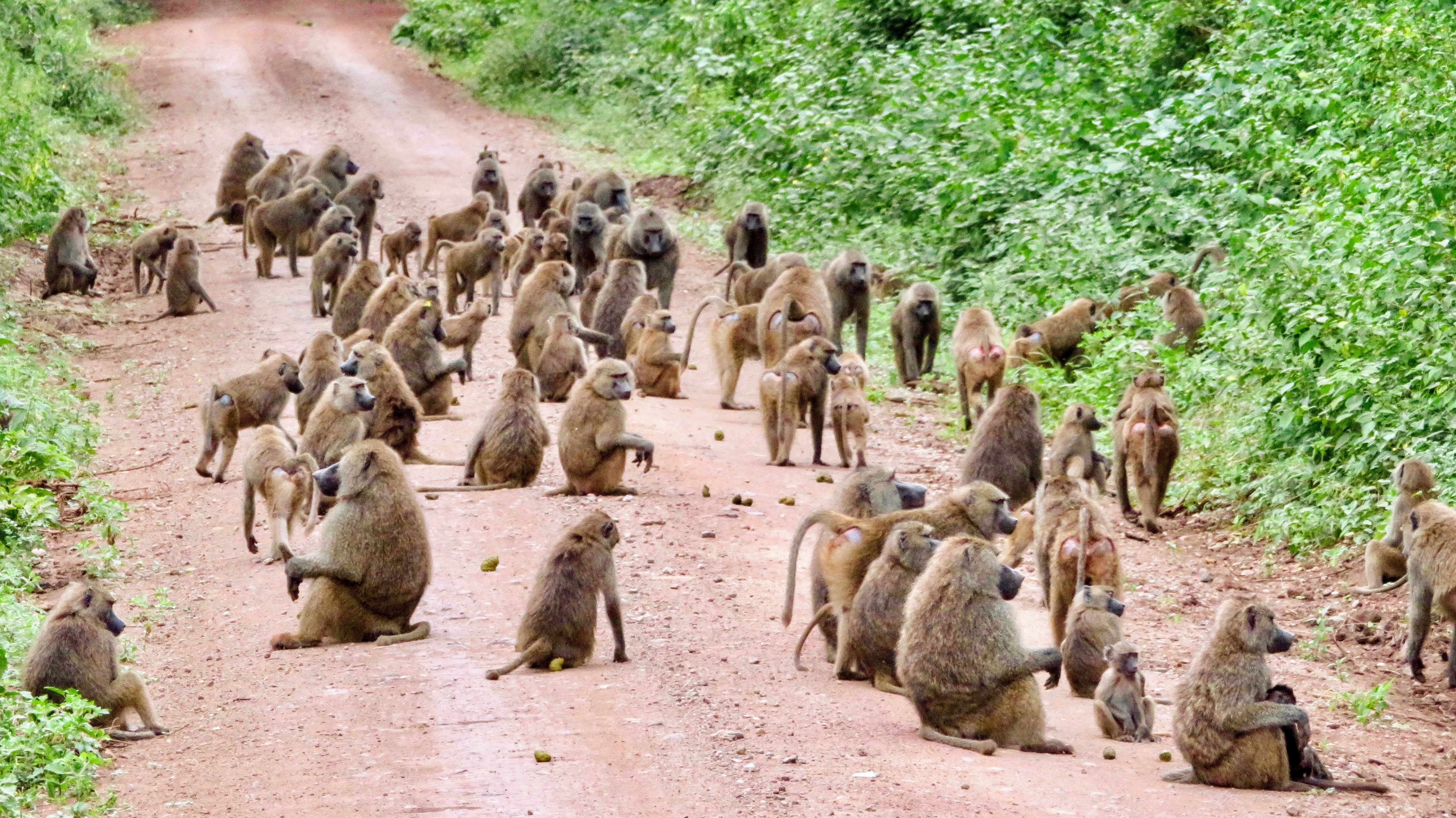 
Geometria pode ser instintiva: estudo encontra padrão comum entre macacos e humanos