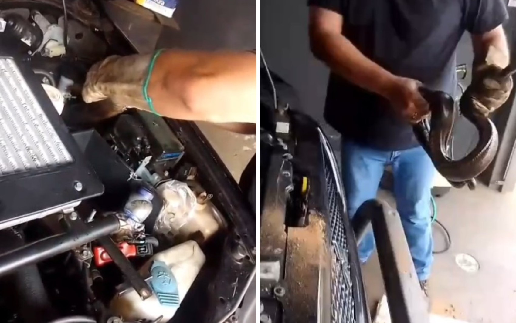 Jiboia é resgatada dentro de capô de caminhonete em Sales Oliveira, SP; VÍDEO