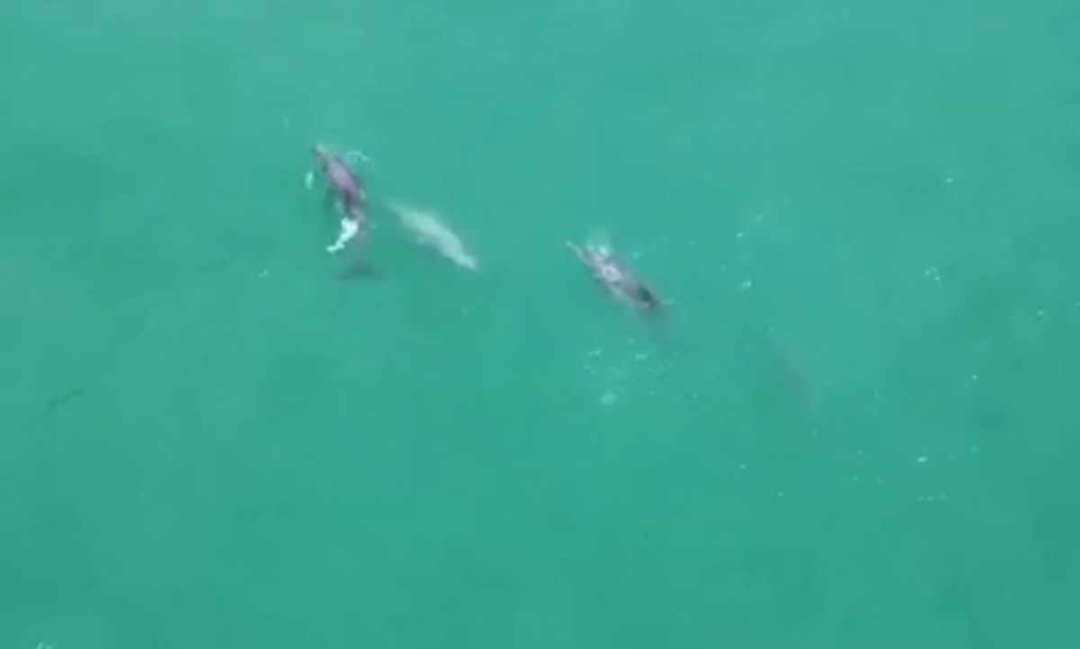 Vídeo mostra golfinhos nadando e caçando em praia no Grande Recife