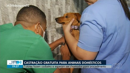 Clínicas particulares de Palmas estão cadastradas para castração de cães e gatos