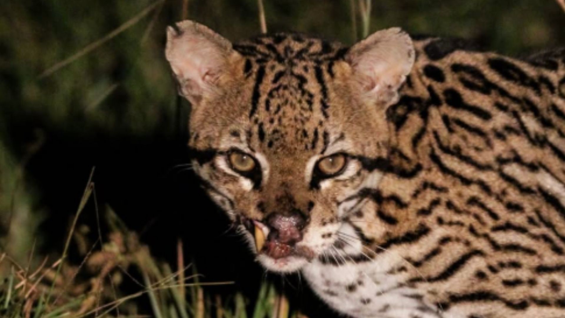 Jaguatirica com canino exposto revela as marcas da sobrevivência no Pantanal
