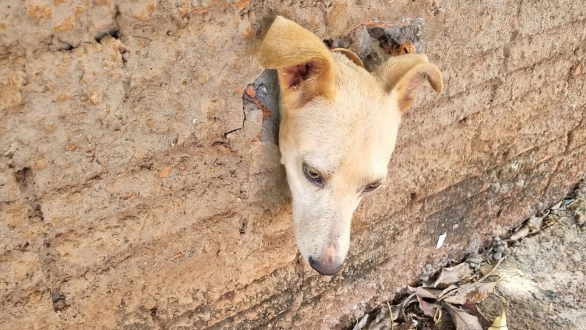 Cachorro entra no ‘paredão’ e fica preso em cano de água no interior de SP
