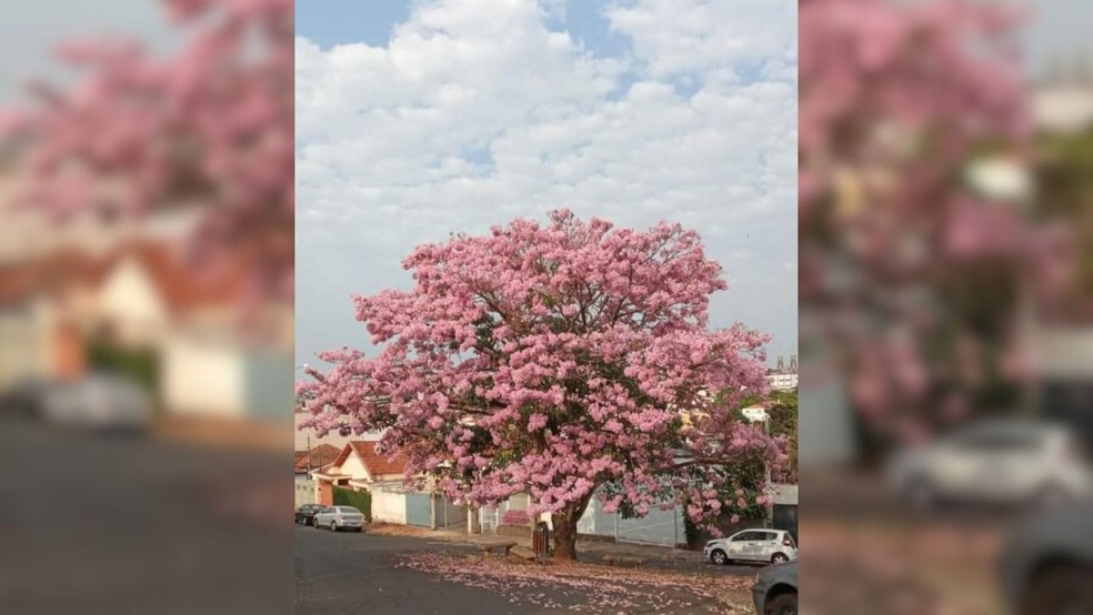 Corte de ipê-rosa de mais de 50 anos revolta moradores em Botucatu — Foto: Arquivo pessoal/Divulgação