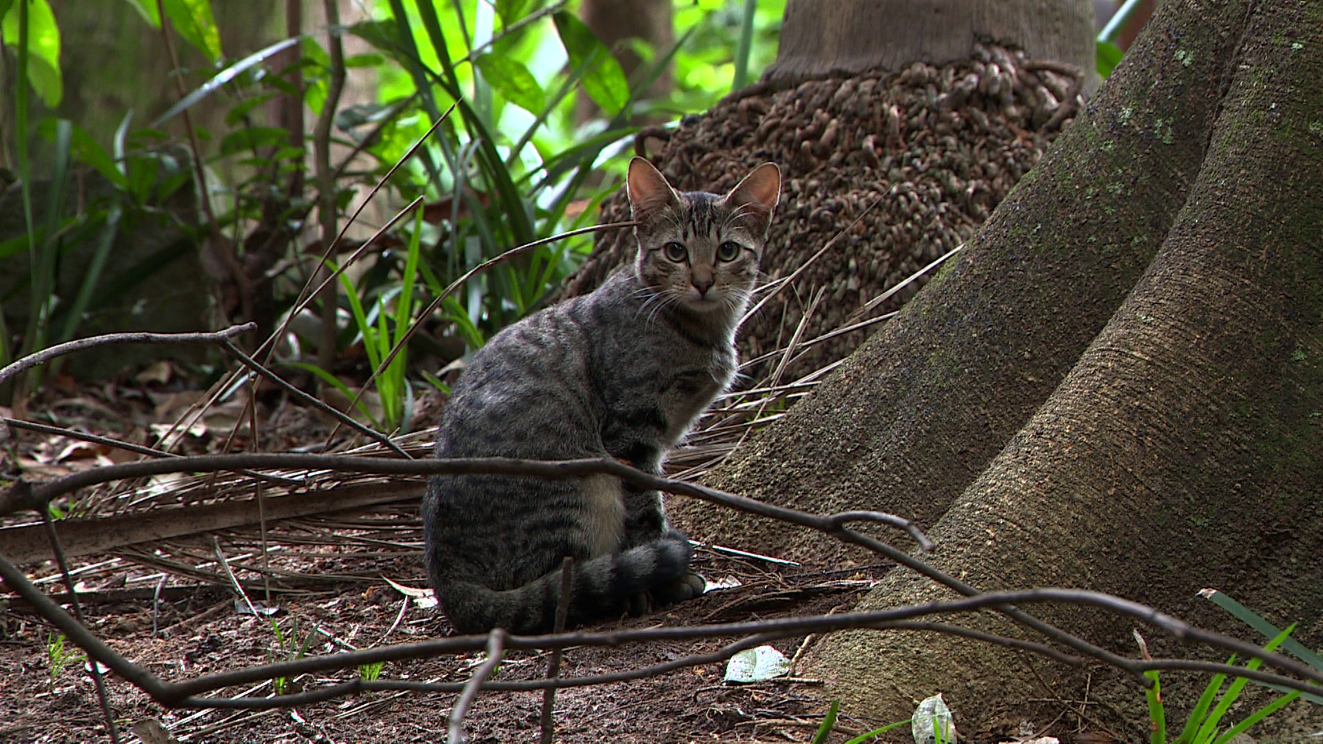 Abandono de gatos no Bosque dos Jequitibás vira motivo de alerta em Campinas; entenda