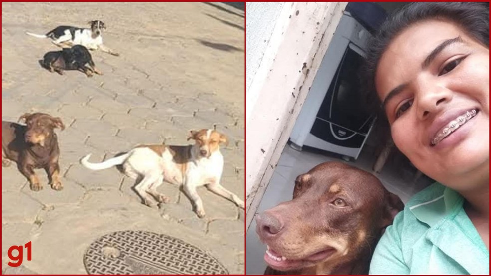 Dois cães de Sandra e outros que eram cuidados pelas pessoas da região morreram com os mesmos sintomas. — Foto: Arquivo Pessoal